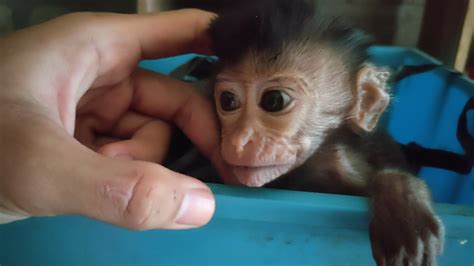 <b>Monkeys</b> <b>do</b> steal <b>babies</b>. . Why do monkeys smell their babies bottoms